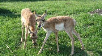 Baby Pronghorn Now on Exhibit at Assiniboine Park Zoo