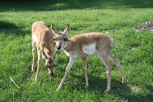 Baby Pronghorn Now on Exhibit at Assiniboine Park Zoo