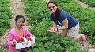 U-Pick strawberry season in full bloom