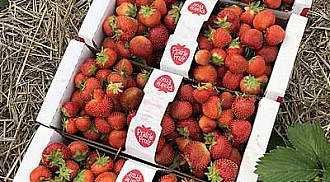 Happy Berry Picking